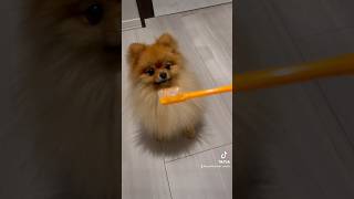 歯磨き大好き犬 #ポメラニアン #pomeranian #歯磨き #toothbrush #犬のいる暮らし