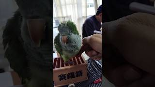 オキナインコ賽銭箱の上で3連続握手 #shortsfeed