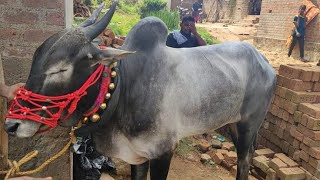 NTR bull ( New entry )