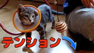 病院から帰宅後、猫に元気がありません・・・。【外耳炎、猫カビ治癒への道のり】