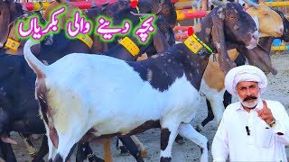 kamori praignt goats baba usman ki offer at bismillah goat farm goat business dera ghazi khan