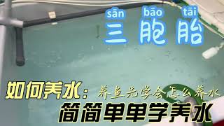 如何养水 养鱼先养水 三胞胎 #三胞胎 #养鱼 #水族館 #水 #aquarium #water #tonygor   how to keep water   /  cara menjaga air