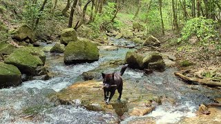 甲斐犬・暑いので沢で遊ぶ