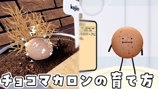 ひみつのおるすばん、チョコマカロンの育て方#roblox  #ロブロックス