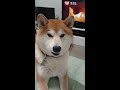 【柴犬】一生懸命喋るが犬語が分からない