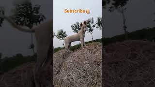 என்ன இவ்ளோ height ah இருக்கு 😂#doglovers #subscribe #dog #funnydubb #aniimalsdubbing #comedy #animal