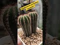 🐴🐴uebelmannia pectinifera หรือ “แผงคอม้า” 🐴🐴 แนะนำชื่อแคตตัสวันล่ะชื่อ cactus กระบองเพชร