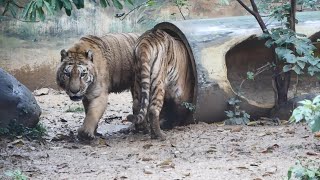 孟加拉虎(新竹市立動物園)