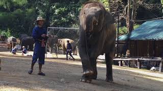 ความฉลาดและความน่ารักของช้าง @ปางช้างแม่สา