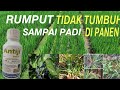 RAHASIA, AGAR RUMPUT DI TANAMAN PADI TIDAK TUMBUH!!!!