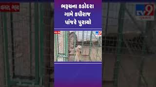 ભરૂચના કડોદરા ગામે કપીરાજ પાંજરે પુરાયો | #bharuch #tv9gujarati #shorts