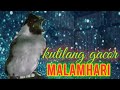 Suara burung kutilang Gacor DI MALAM HARI !  @poniran kwok channel