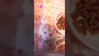 【ハムスター🐹かわいい】２匹のハムスター♀♀をお迎え！　#hamsters  #ハムスター #ハムスターのいる生活 #🐹 #djungarian #ジャンガリアンハムスター #おもしろ