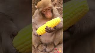 #feeding corn to the lovely monkey monkey love maize #monkey #animals #thedodo #saveanimal #shorts