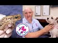 CANE TOAD POISONING: WHAT TO DO!