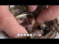 最有安全意識的鳥，為了保護妻兒的安全，會給鳥巢裝「防盜門」【奇獸奇談】 動物 奇葩 生物 生態 神秘 地球生物