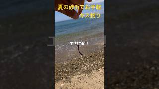 【淡路島】お手軽キス釣り🎣2024/08/10