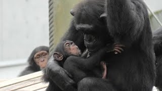 Mommy, we are busy with Ibuki and Dill! by Shijimi お母さん、イブキとディルの相手で忙しいね！しじみ　Chimpanzee  多摩動物公園