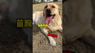 几百年的选狗秘诀 全都在这里了 Hundreds of years of dog-selection secrets are all here#狗狗日常 #狗狗 #狗狗品种 #新手选狗 #选狗秘诀