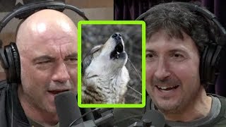 Glenn Villeneuve on Eating Boiled Wolf and Caribou Stomach Contents