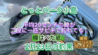 大阪府にあるとっとパーク小島にてサビキ、泳がせ釣り！鯵が二投に一匹は釣れてる！サビキですぐにヒット！棚は底！鯵を釣りたいのならみろ！！！