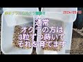 赤オクラと丸オクラの種蒔き🌱赤オクラのメリットデメリット‼️ マコチャン農園 長野農業