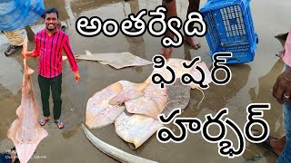 Antervedi Fish🐳 Harbour||అంతర్వేది ఫిష్ హార్బర్ @VillageVlogs