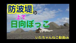 【ねこ動画】良いお天気なので日向ぼっこ中の野良猫がいた🐈