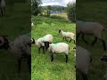 curious sheep in ireland explore explorepage adventure ireland sheep lamb rural rurallife