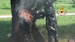 Rimini. Nido di calabroni in un albero del parco