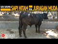 Sapi Hitam Satu Satunya Di Pasar Deal Mas Latif Juragan Muda Tempel !!