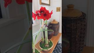 If your amaryllis is done blooming, here’s what you should do! #shorts