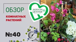 #40 Обзор комнатных растений в магазине | Рипсалисы, папоротники, диффенбахии, цветущие комнатные