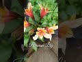 Peruvian Lily Alstroemeria #shorts #peruvianlily #ensiklopediatanaman #lily