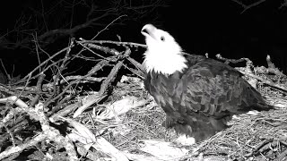 Decorah North Nest | Mouse in the house \u0026 eagle chatter ~ 02-23-2020