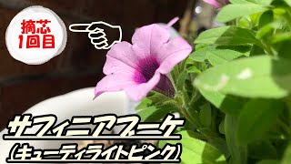 【花】サフィニアブーケ(キューティライトピンク)の育て方・摘芯