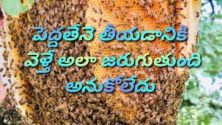 చాలా పెద్ద తేనె కానీ అదృష్టం లేదు మాకు || wild honey || #viralvideo