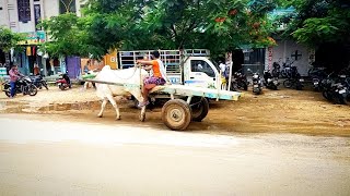 ఒంటెద్దు బండి-అయిజ మండలంలో నిత్యవసర వస్తువులను తరలించడానికి ఒంటెద్దు బండి ఉపయోగిస్తున్న రైతు-bulls