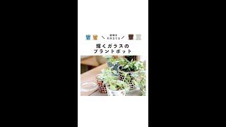 観葉植物がモザイクガラスでもっと輝く｜モザイクポット編 30秒【キシマ / 商品紹介】#Shorts