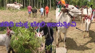 Hallikar bullocks running fails in hori festival hassan