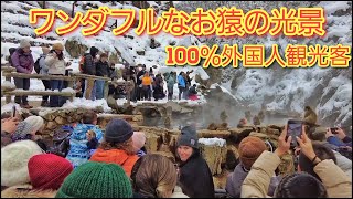 大寒波のなかでもワンダフルなお猿の光景に外国人観光客の笑顔があふれる。地獄谷野猿公園