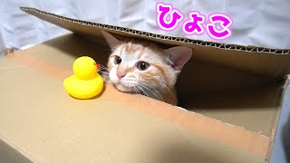 ダンボール箱の中におもちゃを吸い込んでいく子猫がかわいい...ｗ