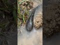 catfish hiding in the mud.#fish #fishingvideo