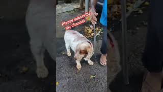 గొర్రె కాదు ఇది కుక్క 🐕#sheep #dog #ytshorts