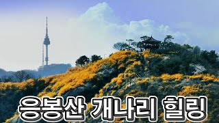 랜선힐링여행, 성동구 응봉산 여행, 수도권에서 가장 아름다운 개나리군락지 응봉산