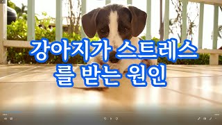 강아지도 스트레스 를 받습니다