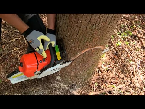 How to Fell a Tree with a Chainsaw How to Fell a Tree with a Chainsaw