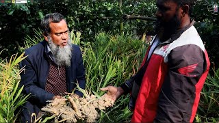 কতটুকু আদা পেল এই সফল চাষী।আধুনিক কৃষি ফার্ম।রুবেল মিয়া।