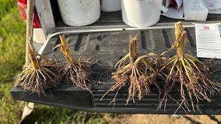 DRSC Tail Gate Talk- Carbon Sequestering in Corn w/Agronomists, Dr.William Johnson \u0026 James Watkins