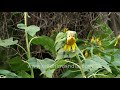 thieving five striped palm squirrel and rose ringed parakeet feast on sunflowers flower heads